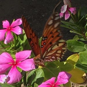 Meet your Posher, Seretha